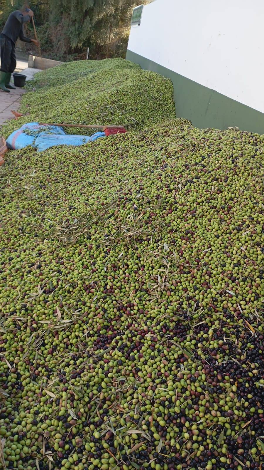 زيت زيتون بكر ممتاز